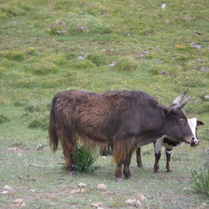 Himachal pradesh, India