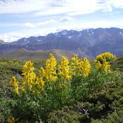 Himachal pradesh, India