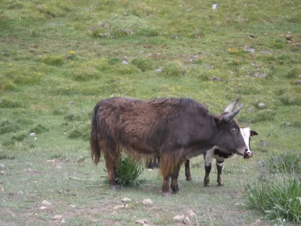 Himachal pradesh, India